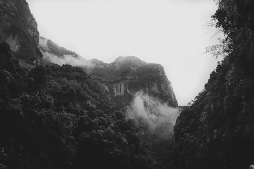 Free Grayscale Photo of a Foggy Mountain Forest Stock Photo