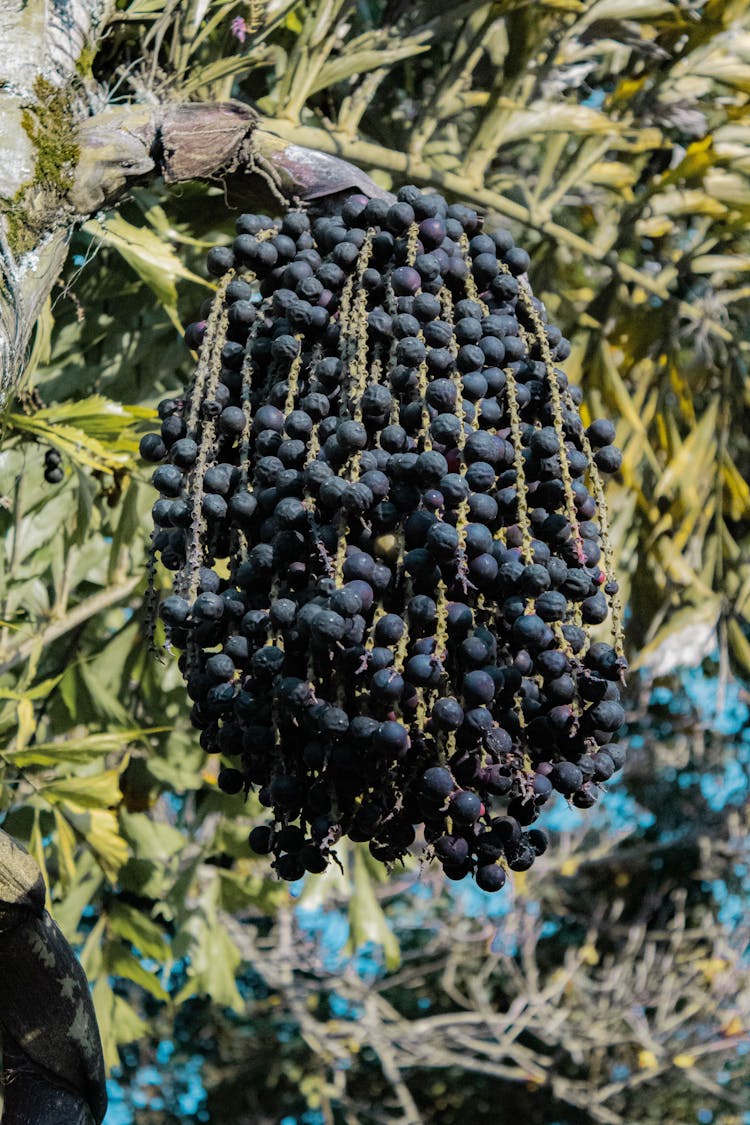 Fruit Berries Of An Acai Palm Tree