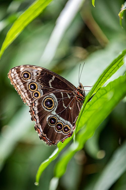 Brown Butterfly perched on Leaves