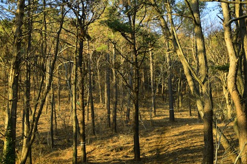 Бесплатное стоковое фото с горная дорога, дерево, лес