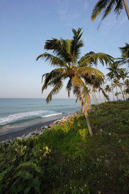 deniz kenarı, Hindistan cevizi ağacı, okyanus kıyısı içeren Ücretsiz stok fotoğraf