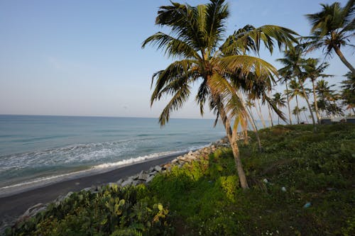 deniz kenarı, Hindistan cevizi ağacı, okyanus kıyısı içeren Ücretsiz stok fotoğraf