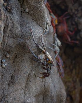 Crabs climbing a rocky cliff in Arica, Chile showcase natural camouflage and habitat.