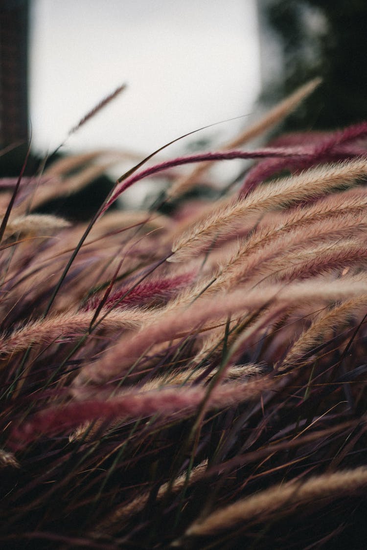 Purple Fountain Grass In Close-up Shot