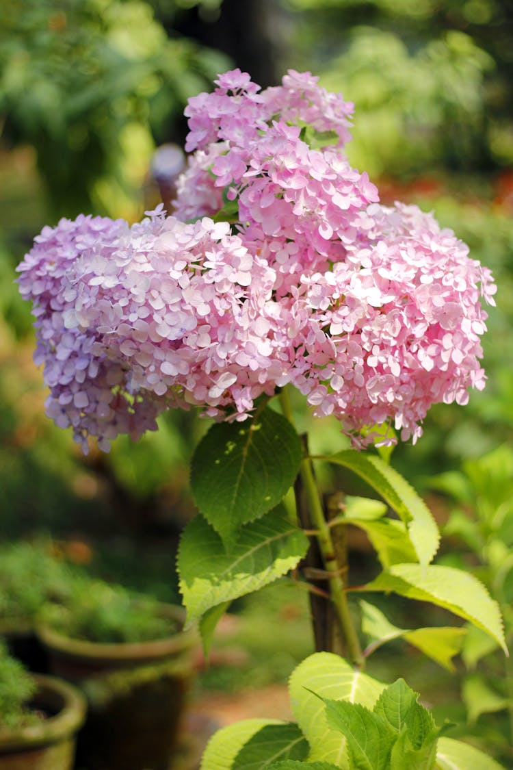 Smooth Hydrangea In Tilt Shift Lens