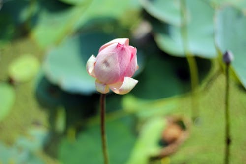 Gratis stockfoto met bloem fotografie, bloemblaadjes, delicaat