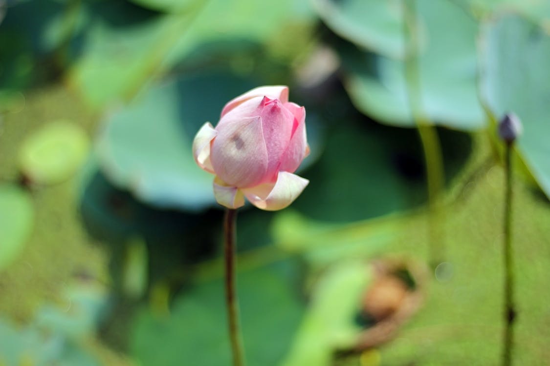 Gratis stockfoto met bloem fotografie, bloemblaadjes, delicaat