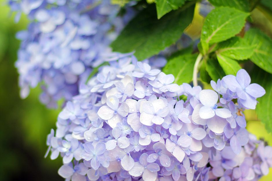 Close-up of smooth white hydrangea flowers in bloom — identifying hydrangea paniculata for pruning