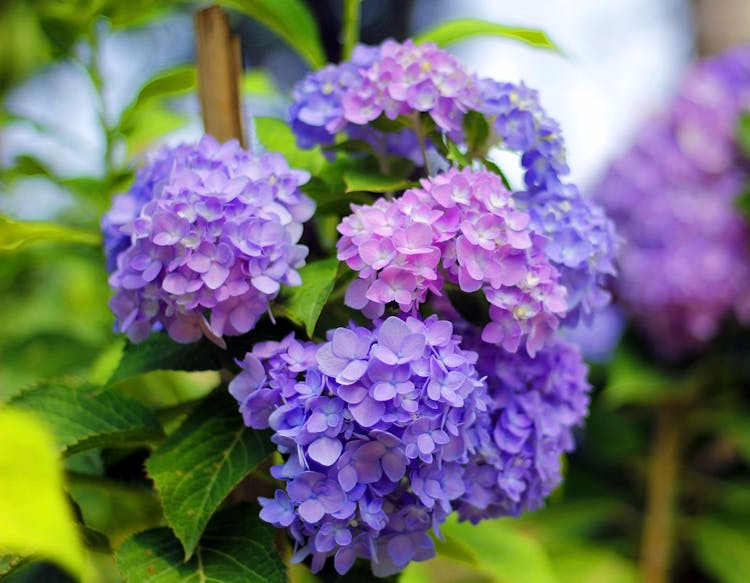 Smooth Hydrangea In Tilt Shift Lens