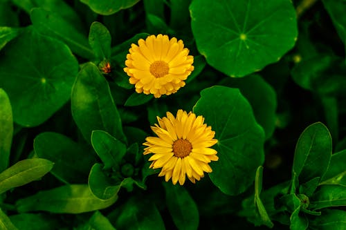 Close-Up Shot of Yellow Flowers in Bloom