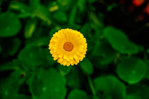 Imagine de stoc gratuită din a închide, creștere, floare galbenă