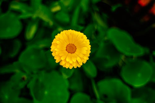 Yellow Flower in Tilt Shift Lens