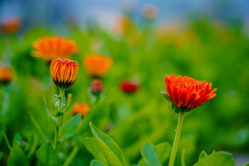 Free Close-up of vibrant orange flowers with blurred green foliage background, showcasing nature's beauty. Stock Photo