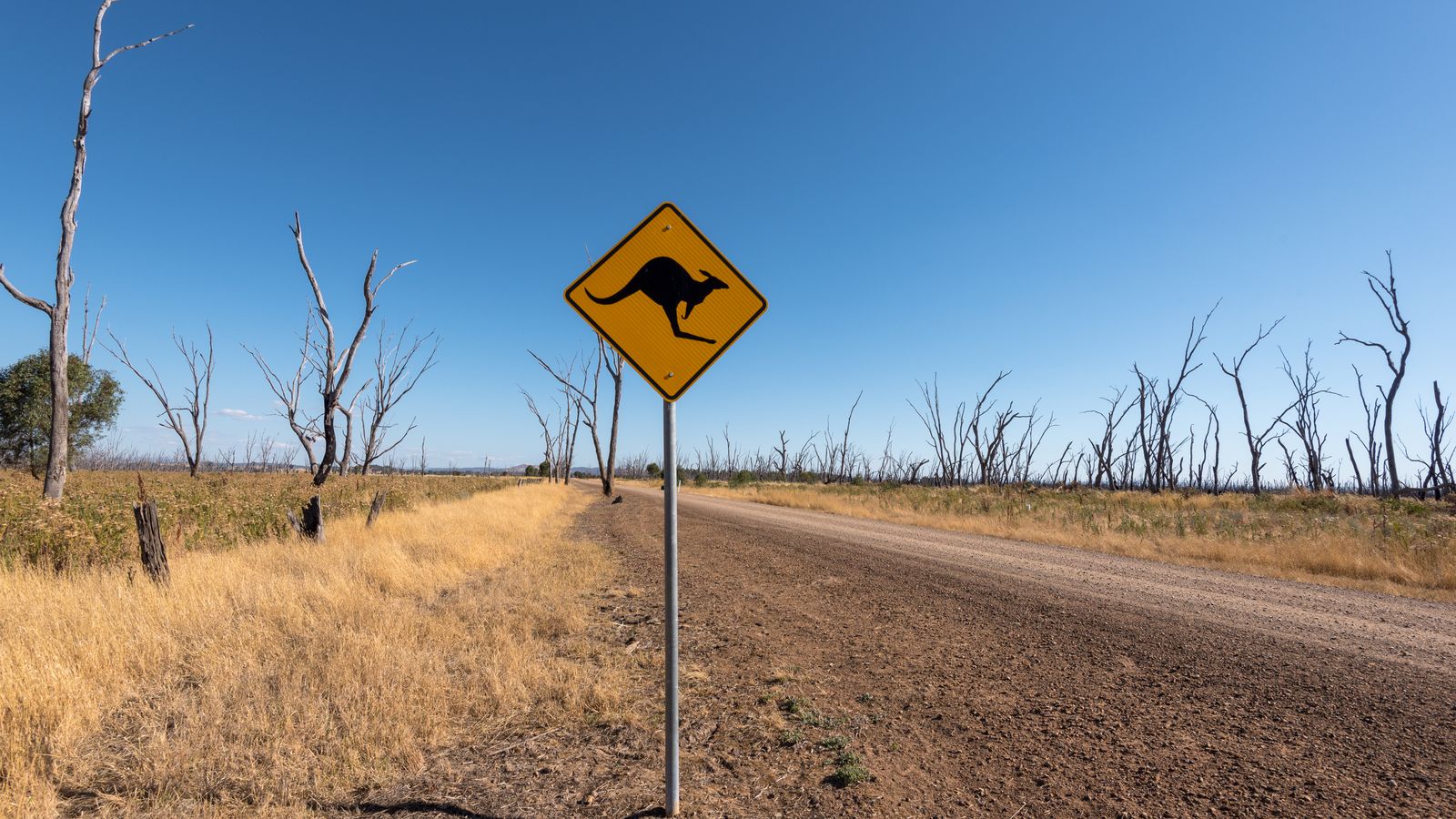 A kangaroo crossing sign beside an empty road in the Australian countryside.