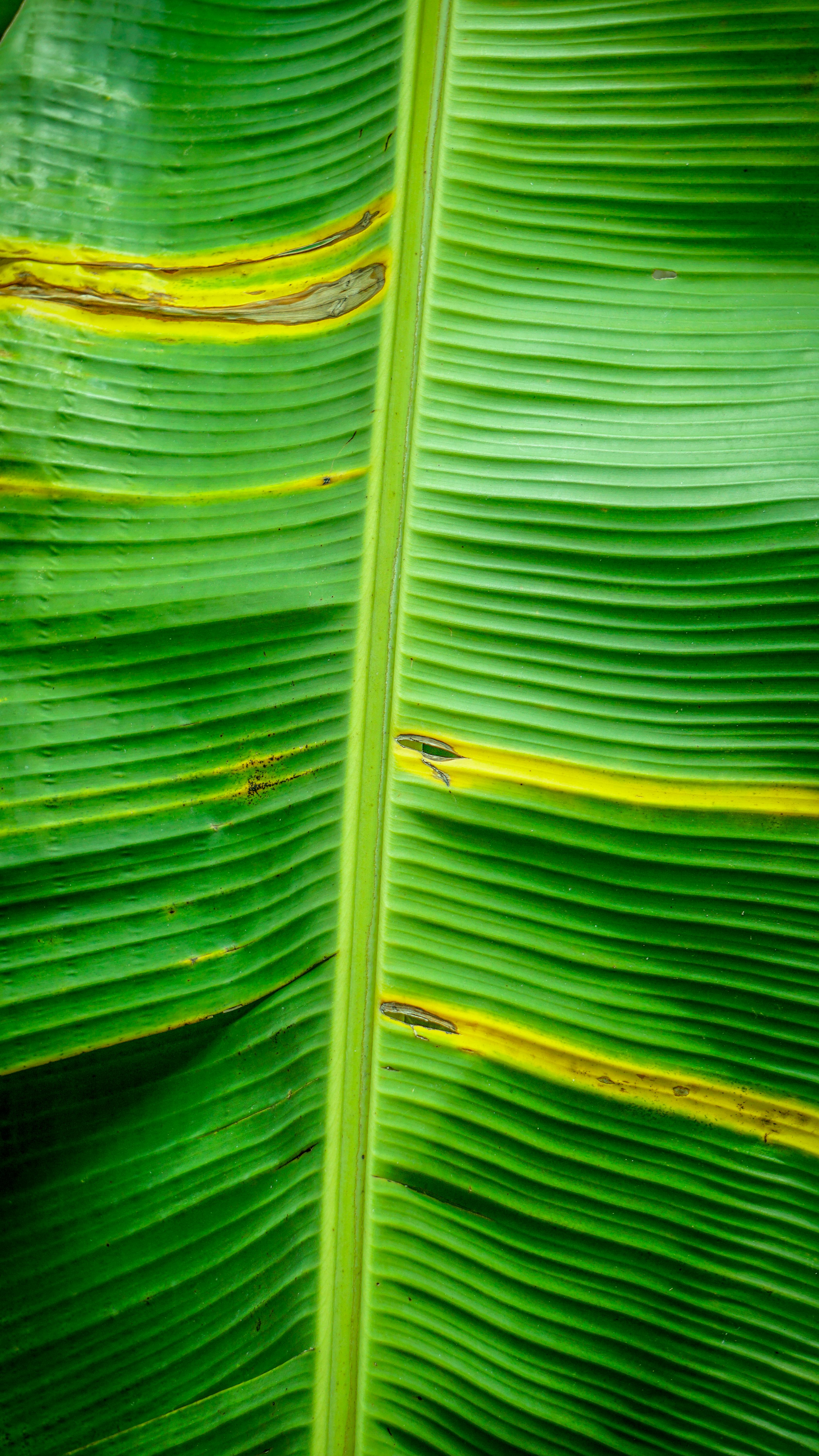 Free stock photo of banana, banana leaf, banana leaves
