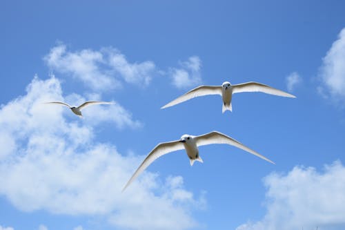 White Birds Flying Under Blue Sky With White Clouds