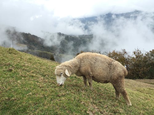 Безкоштовне стокове фото на тему «випас, вівці, їжа»