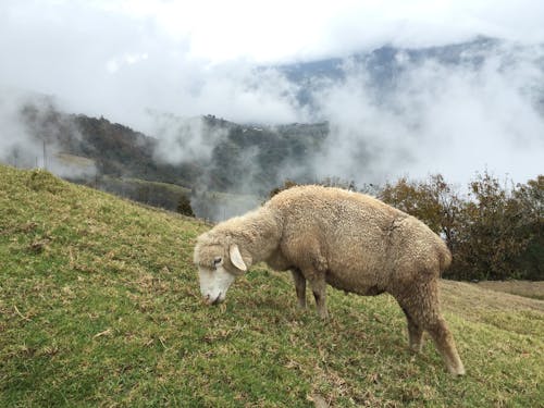 動物, 動物攝影, 吃 的 免費圖庫相片