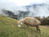 A Sheep Eating on Green Grass Field