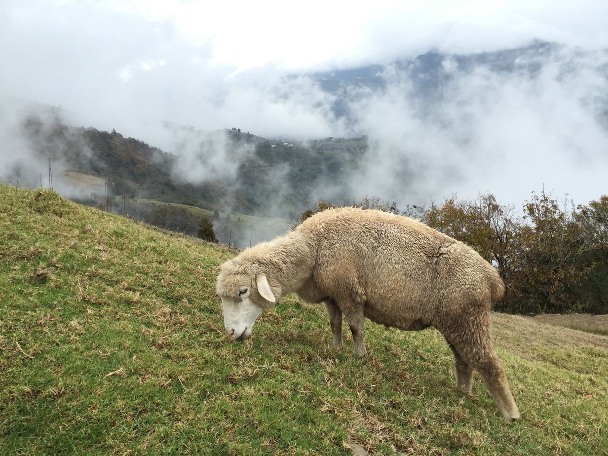 Escape to the Cingjing Farm Highlands