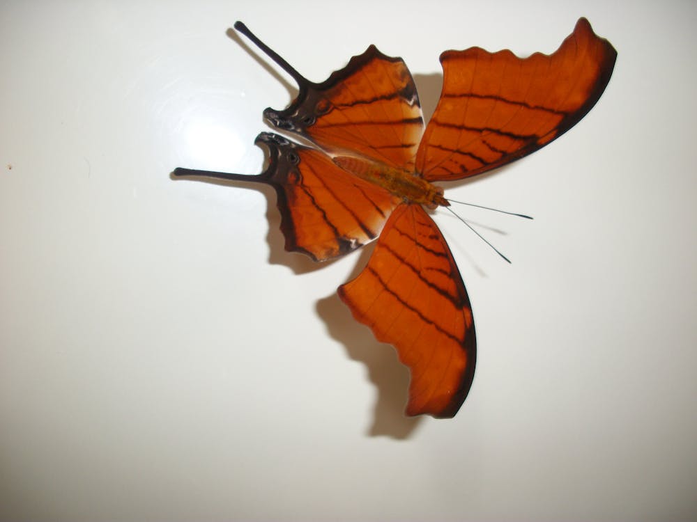 Fotobanka s bezplatnými fotkami na tému mariposa