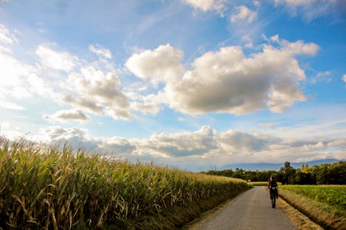 A Person Walking on a Road Beside the Cornfield