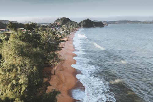 Breathtaking scenery of lush green forest growing near sandy beach washing by foamy wavy ocean on sunny day