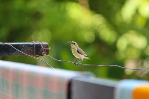 Free stock photo of bird, bird background, bird photography