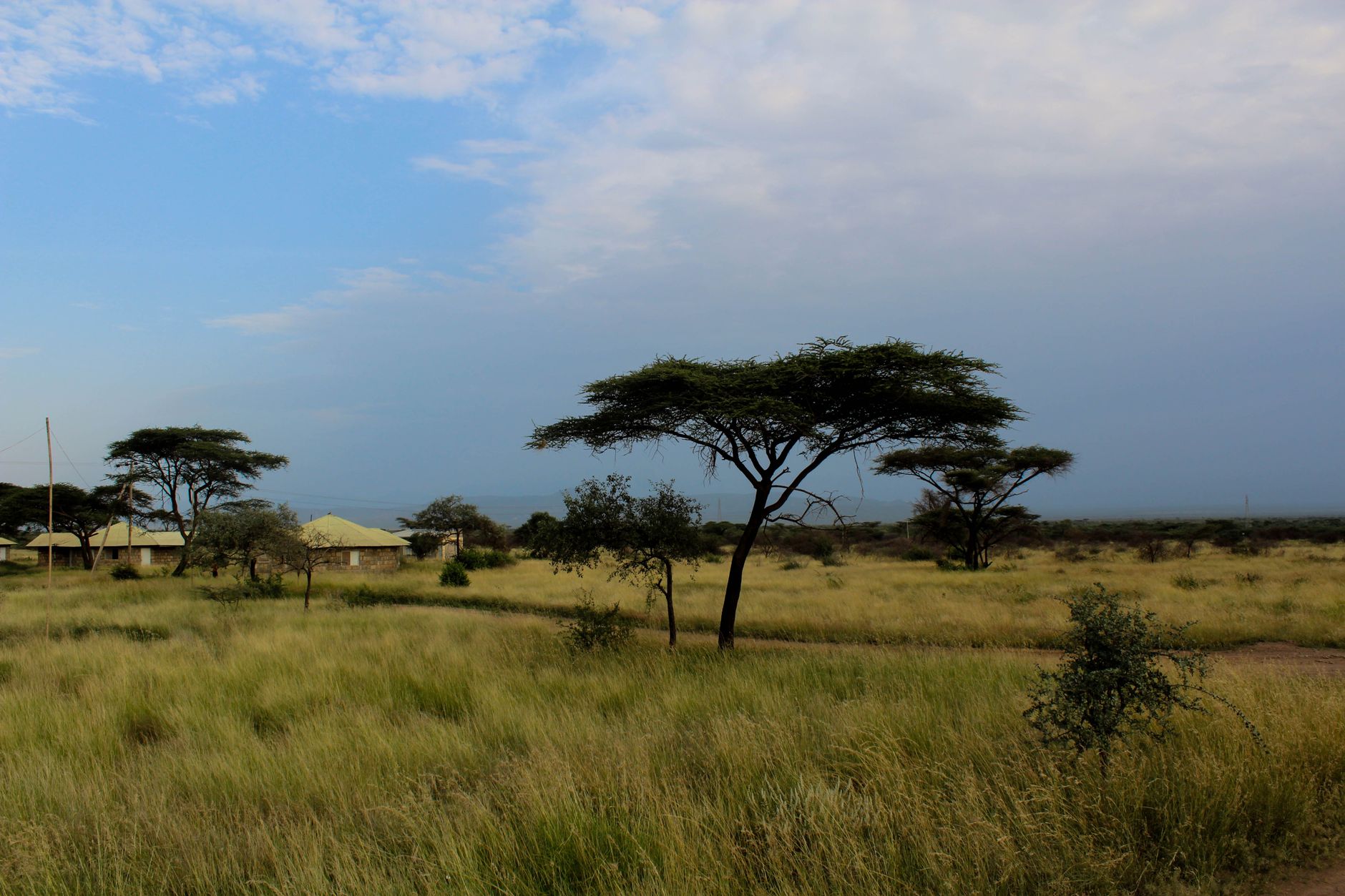 Serene savanna landscape in Ethiopia with acacia trees under a clear blue sky.