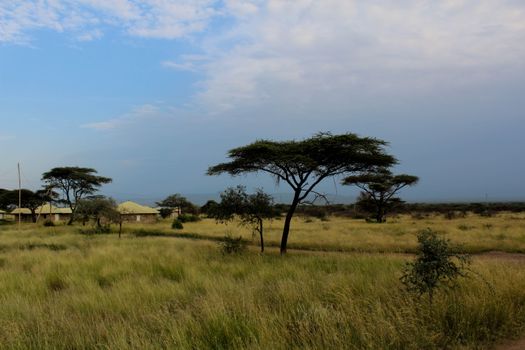 Photos gratuites de acacias, afrique, afrique de l'est