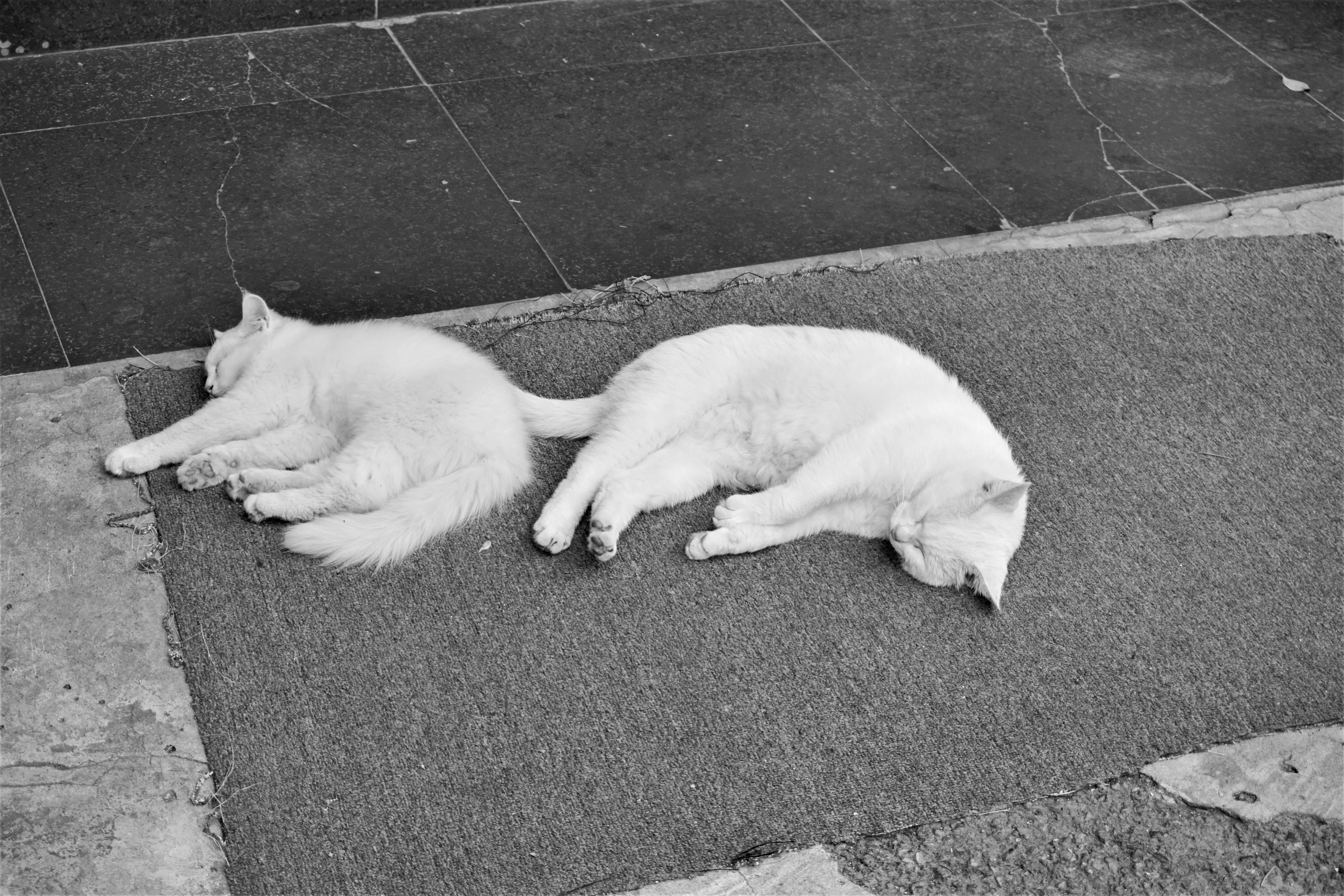 White Cats Sleeping on the Floor · Free Stock Photo