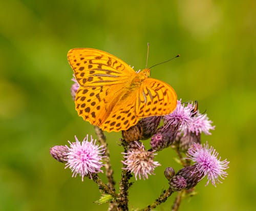 Yellow Butterfly Perched on Purple Flower