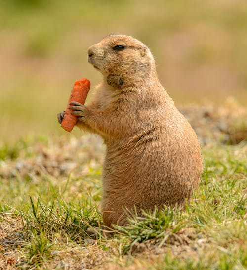 Free Close Up Photo of Prairie Dog Eating a Carrot  Stock Photo