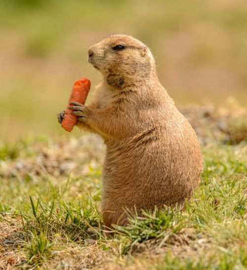 Free Close-up photo of a prairie dog enjoying a carrot in a grass field, showcasing wildlife behavior. Stock Photo