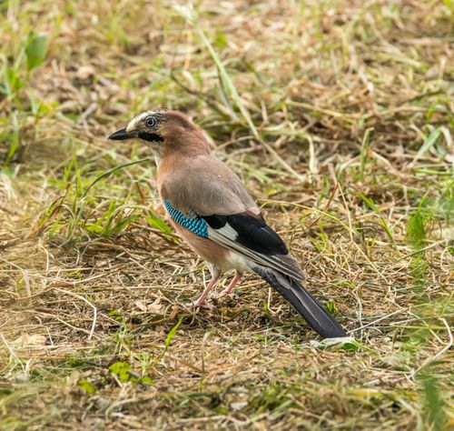Free Eurasian Jay perched on grass, showcasing its vibrant plumage in a natural habitat. Stock Photo