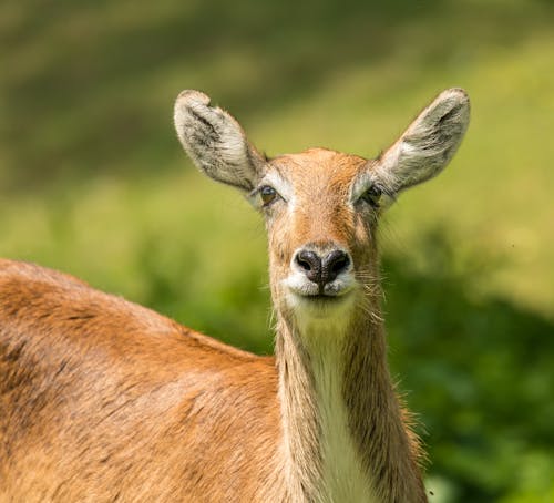Free Close-Up Shot of a Deer Stock Photo
