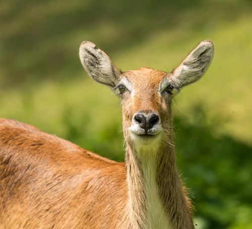 Free Close-up image of a deer in a sunny, natural environment with a blurred background. Stock Photo