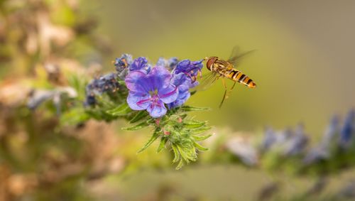 Free Close-up image of a hoverfly visiting a purple wildflower, showcasing vivid detail and natural beauty. Stock Photo