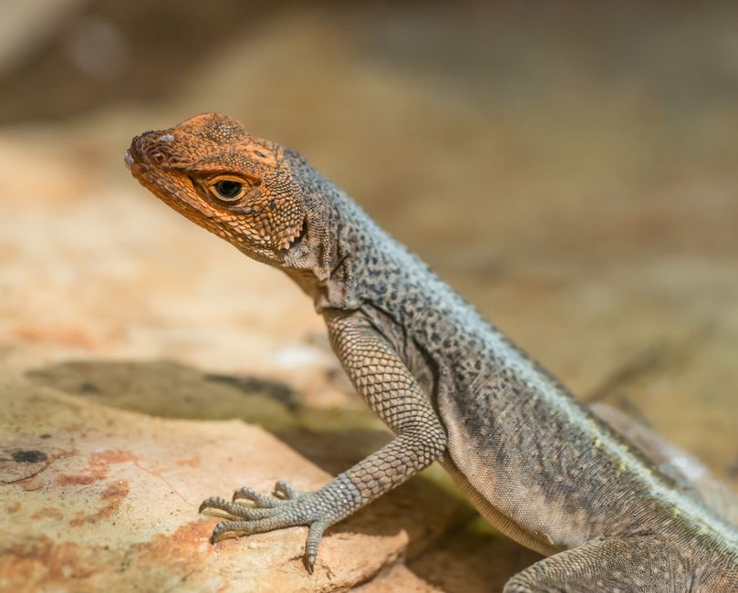 Fotomural Acercamiento detallado de un lagarto Agama que muestra sus texturas y colores únicos en un entorno iluminado por el sol.