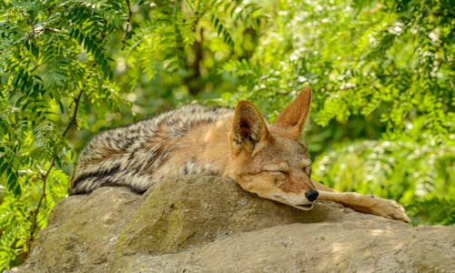 Free Sleeping Fox Lying on Rock Stock Photo
