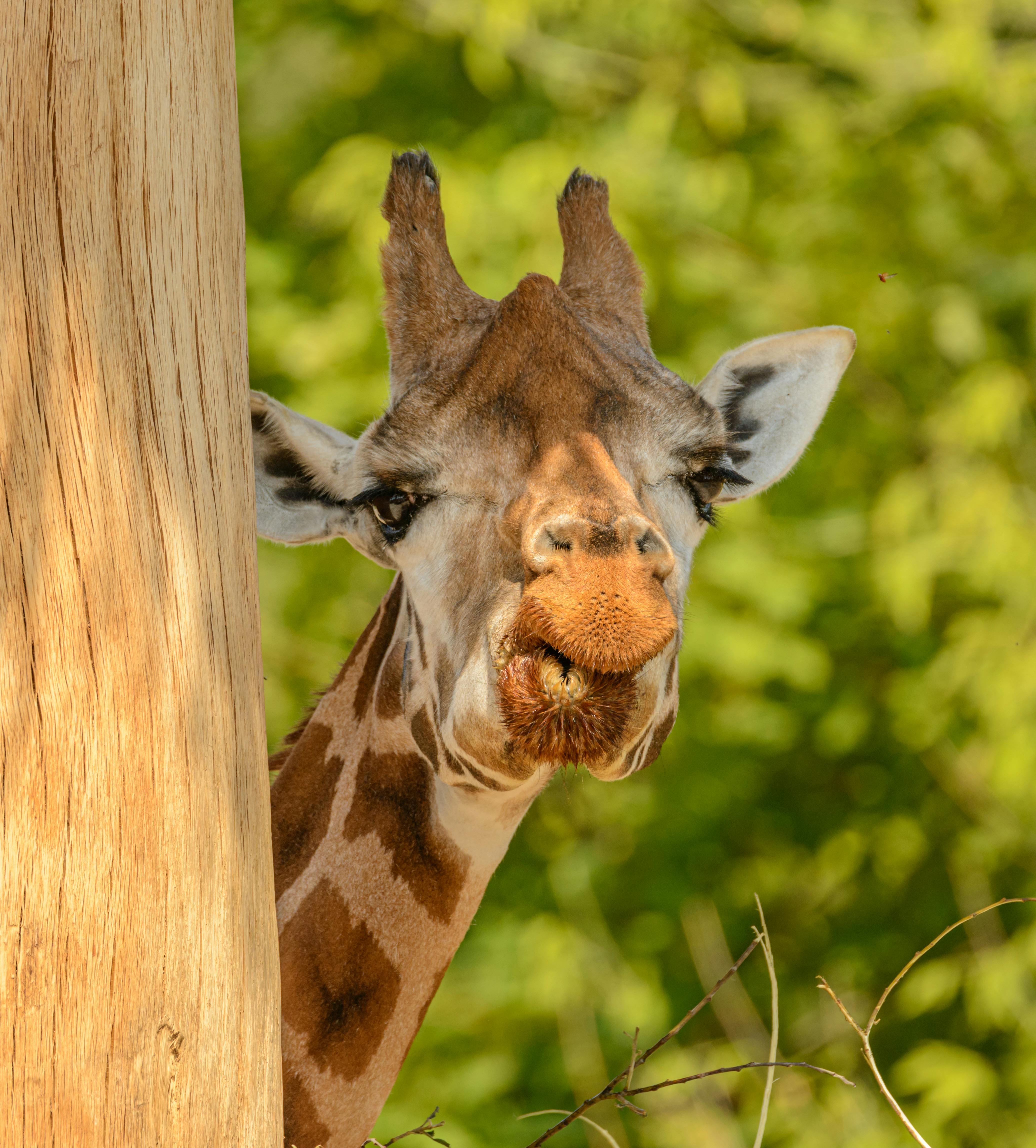 grátis Retrato de uma girafa espiando ao redor de uma árvore com um fundo verdejante em um parque de safári. Foto profissional