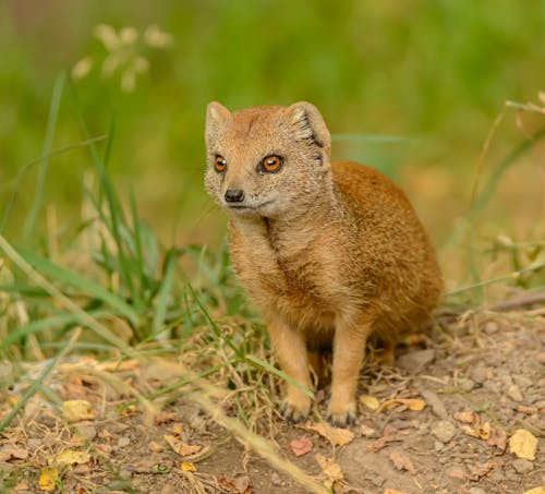 Free Δωρεάν στοκ φωτογραφιών με @εξωτερικου χωρου, meerkat, άγρια φύση Stock Photo