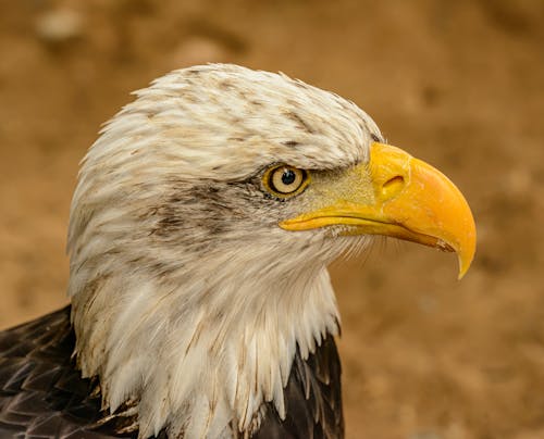Foto profissional grátis de água-de-cabeça-branca, águia, animais selvagens