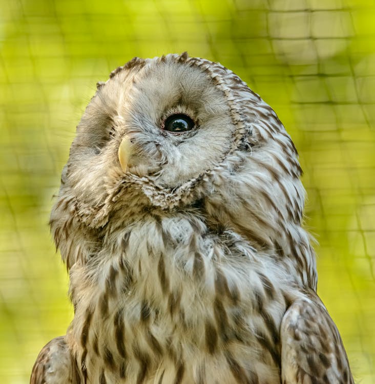 Gray Owl in Tilt Shift Lens