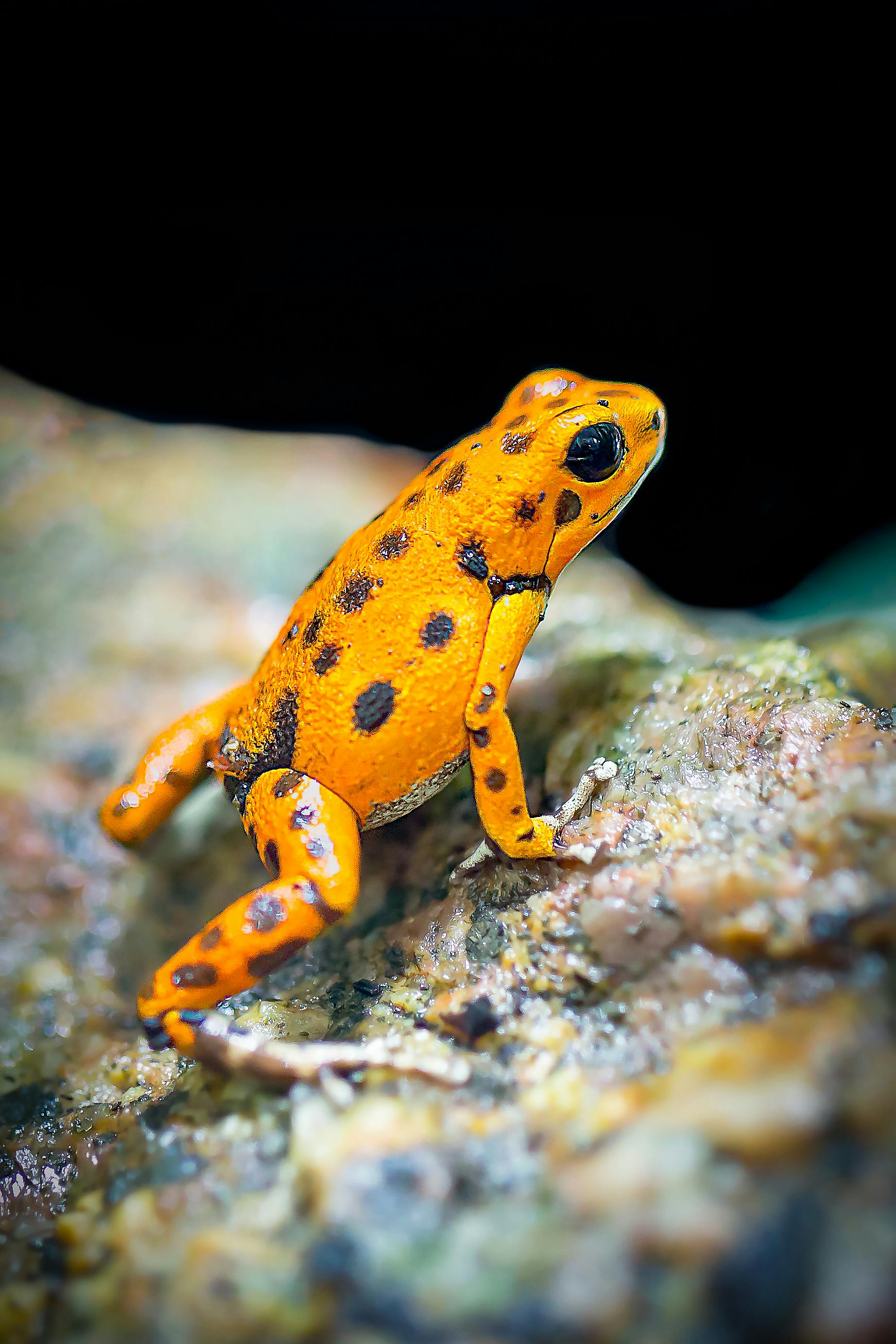 orange and black frog