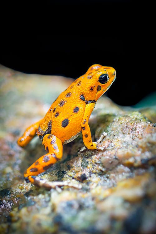 Orange and Black Frog