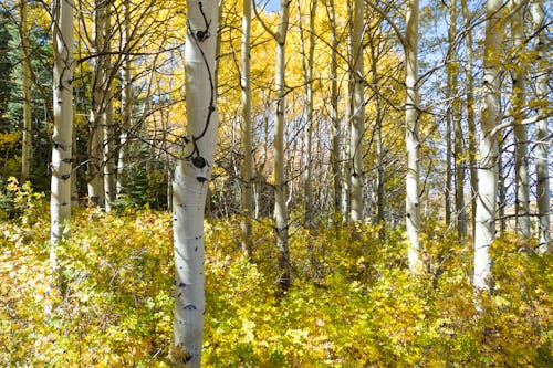 Free stock photo of aspen, color, landscape Stock Photo