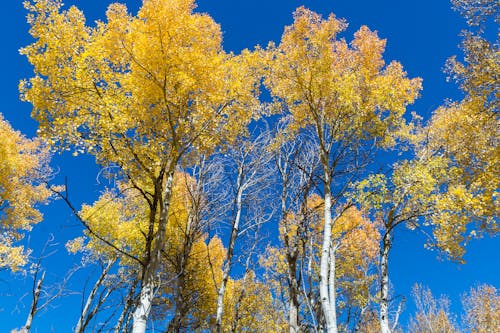 Foto d'estoc gratuïta de arbres, aspen, nou mèxic