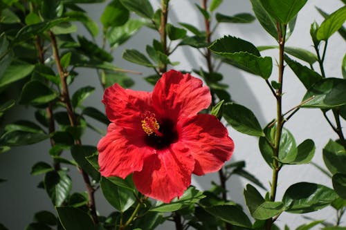 Free Close-Up Shot of a Red Hibiscus in Bloom Stock Photo