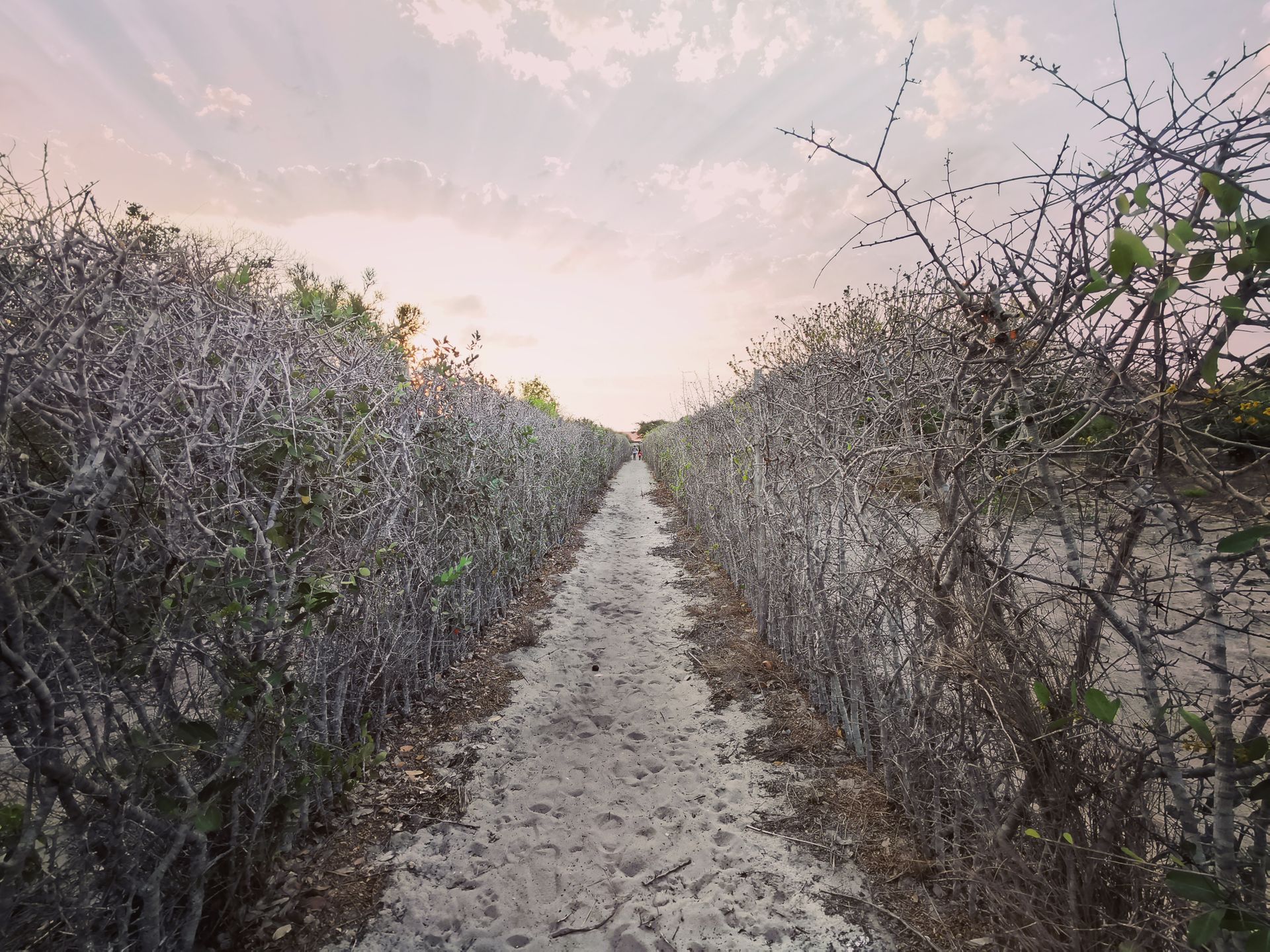 A sandy path surrounded by vineyard bushes in Mozambique under a cloudy sky, showcasing rural beauty.